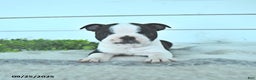 Boston Terrier dogs for sale: Navy - Ad 10