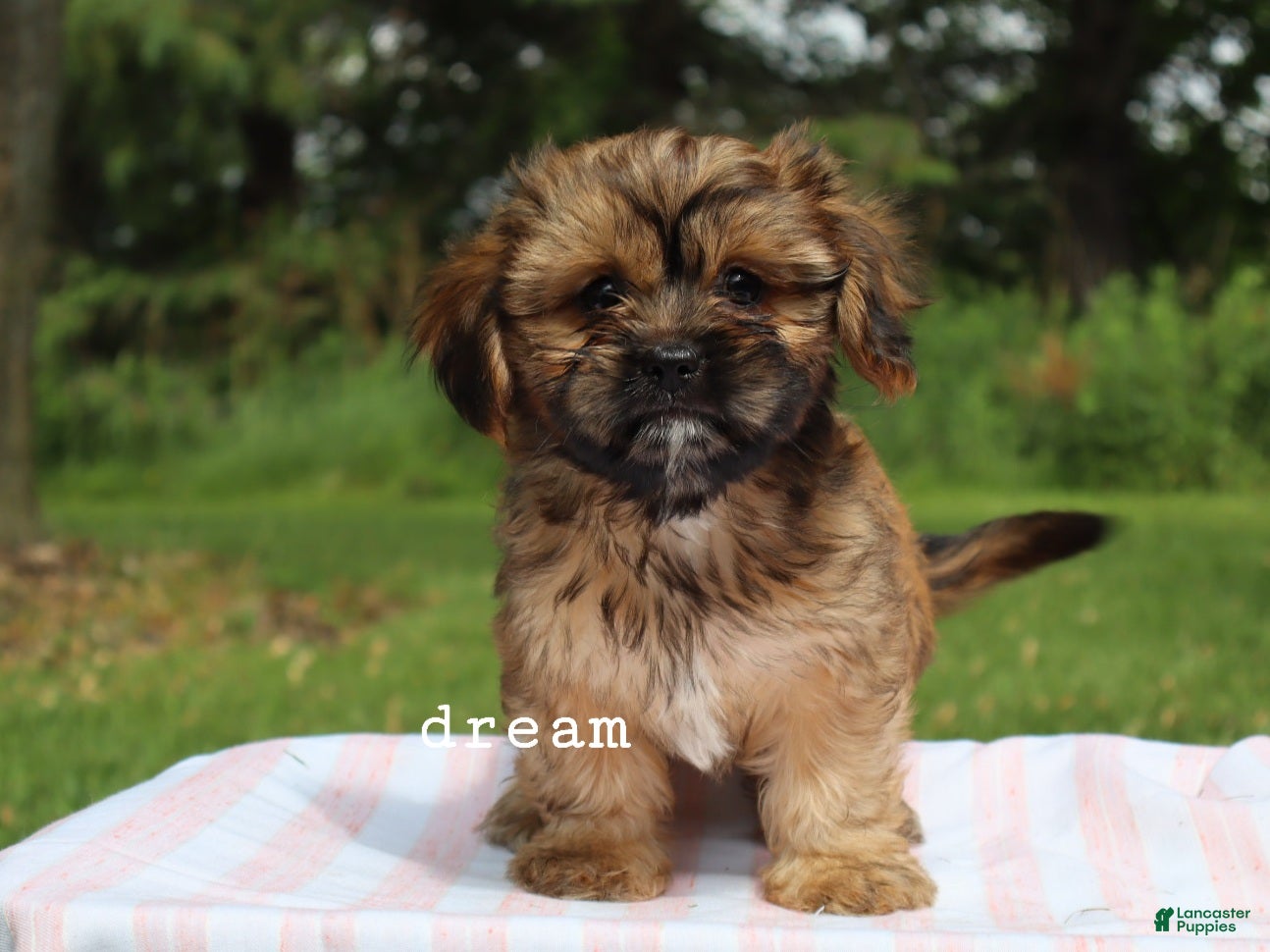 Mixed Breed dogs Briar - Ad 2