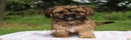 Mixed Breed dogs for sale: Briar - Ad 2