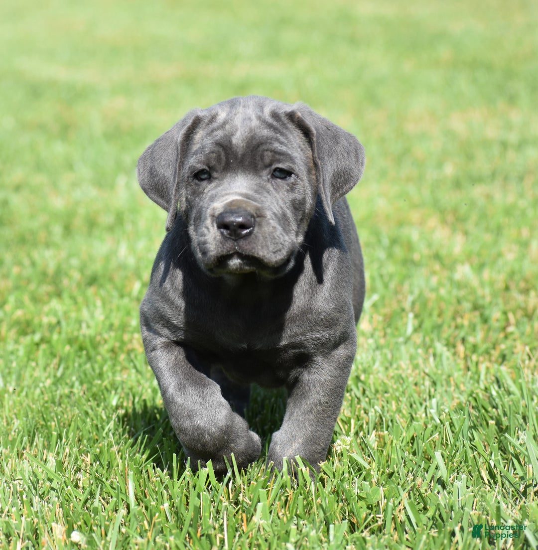 Gallery Image {{count}}