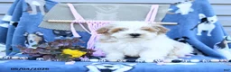 Maltipoo dogs for sale: Allen - Ad 1
