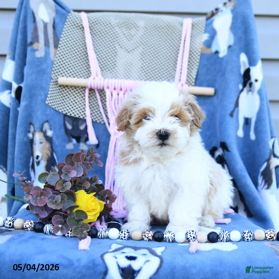 Maltipoo dogs for sale: Allen - Ad 1