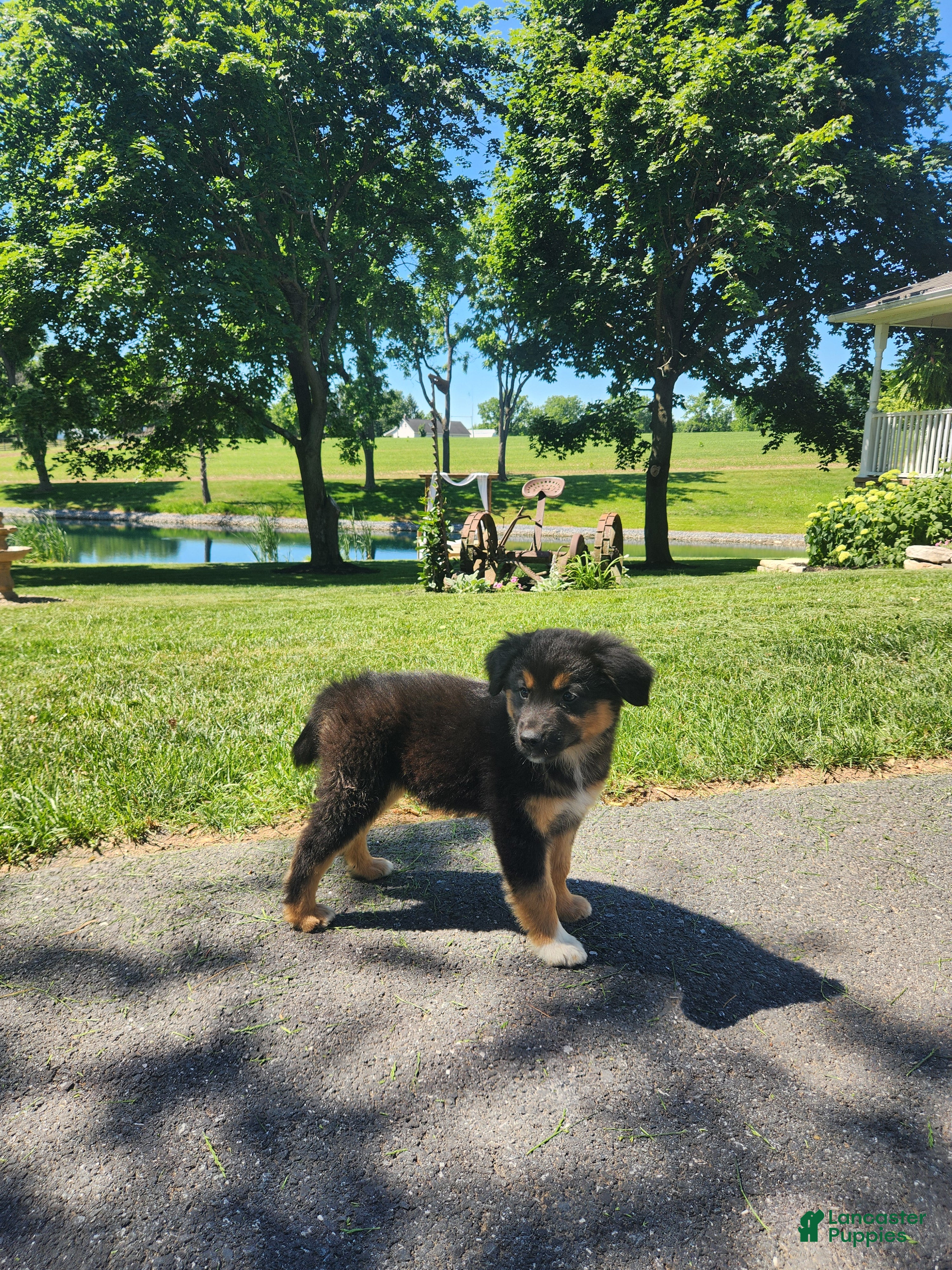 Mixed Breed dogs River  - Ad 2