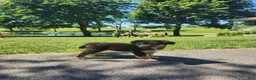Mixed Breed dogs for sale: River  - Ad 2