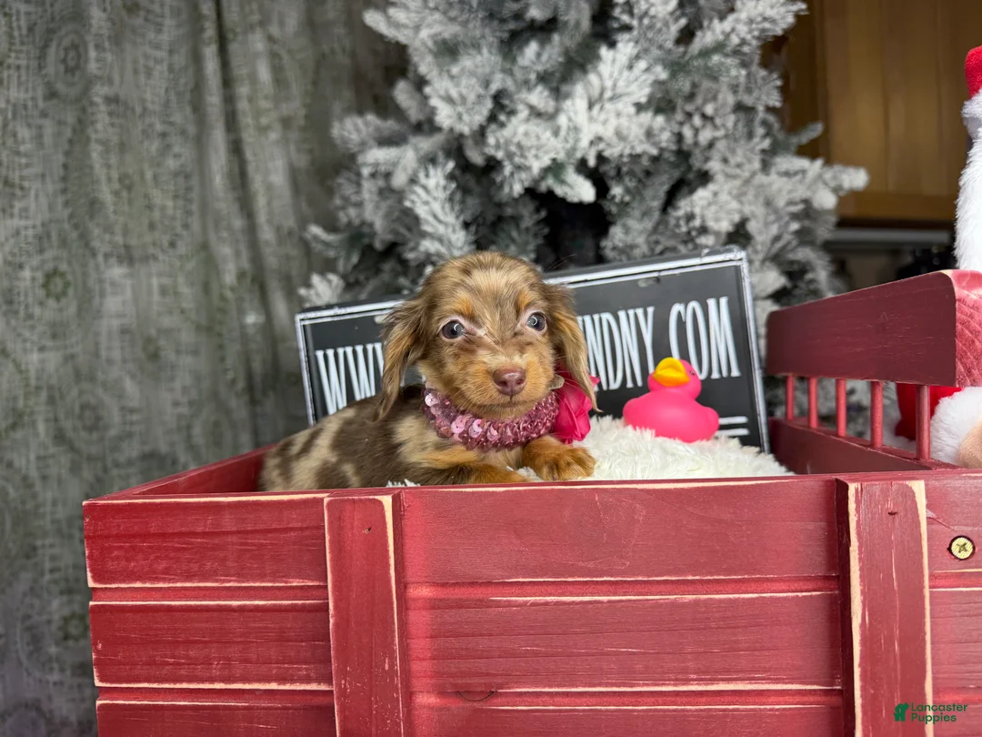 Miniature Dachshund dogs for sale: AKC Russian pra clear - Ad 36
