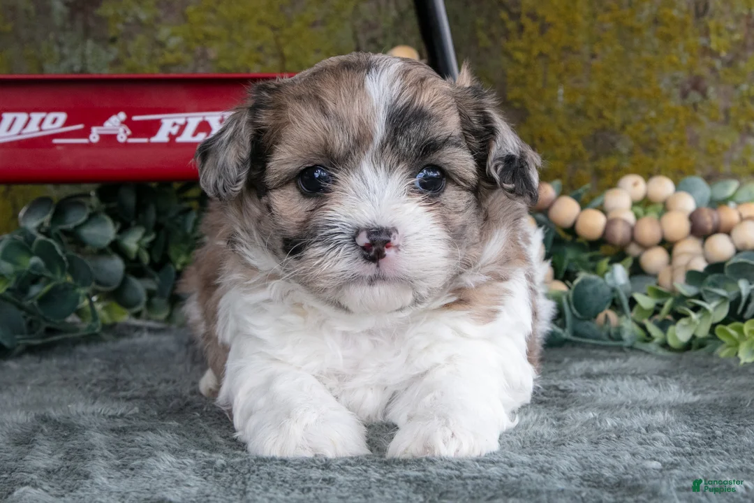 Shihpoo dogs for sale: Mojo - Ad 3