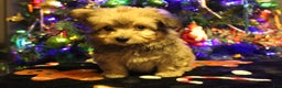 Pomapoo dogs for sale: Peanut - Ad 5