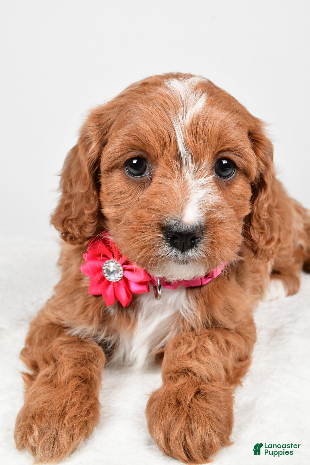 Cavapoo dogs for sale: Austin - Ad 11