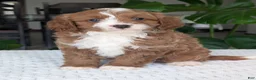 Cavapoo dogs for sale: Joey - Ad 10
