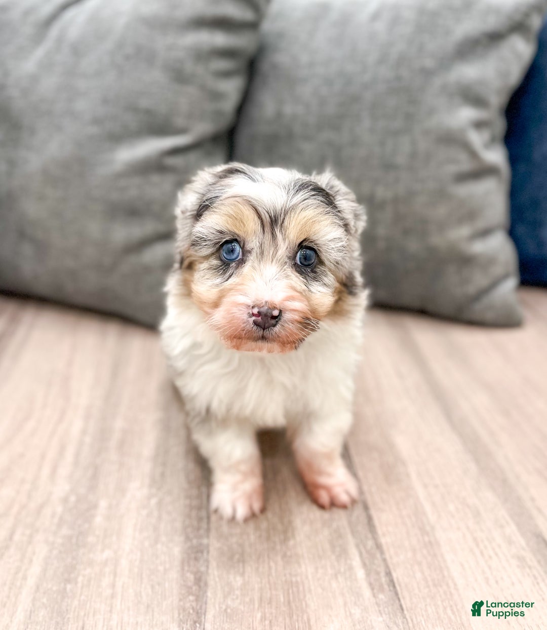 Aussiedoodle dogs for sale: Hazel - Ad 2