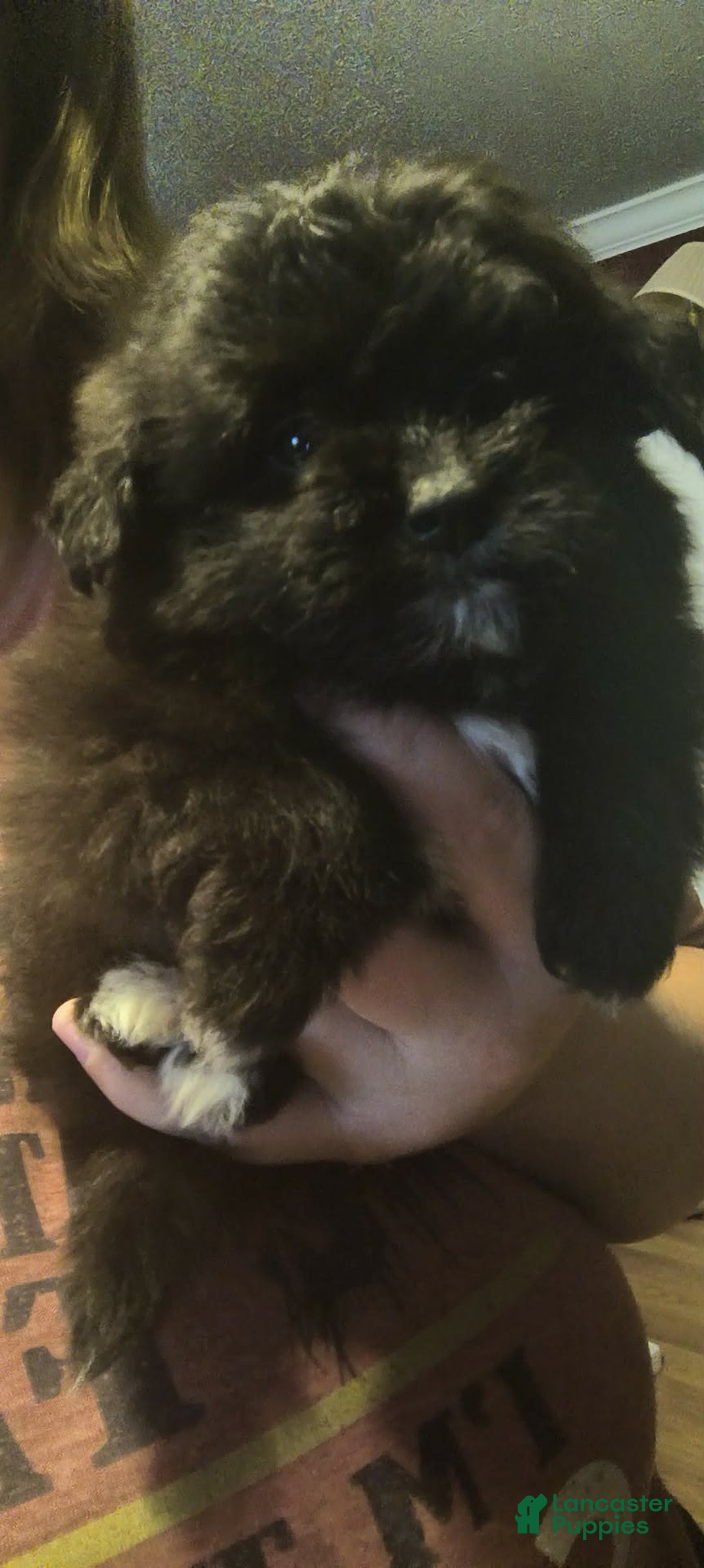 Pomapoo dogs for sale: Ellie - Ad 2