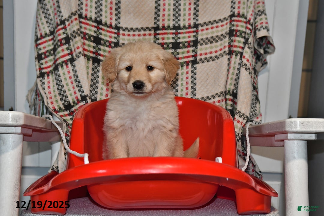 Mixed Breed dogs for sale: Ellie - Ad 1