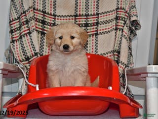 Mixed Breed dogs Ellie - Ad 42