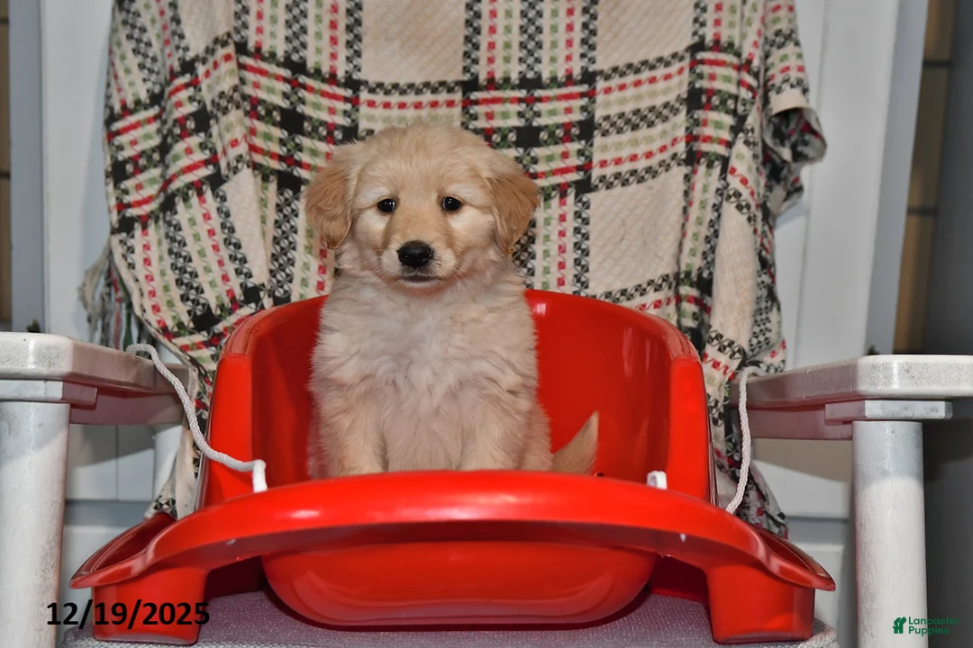 Mixed Breed dogs for sale: Ellie - Ad 6