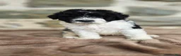 Portuguese Water Dog dogs for sale: Sampson - Ad 3
