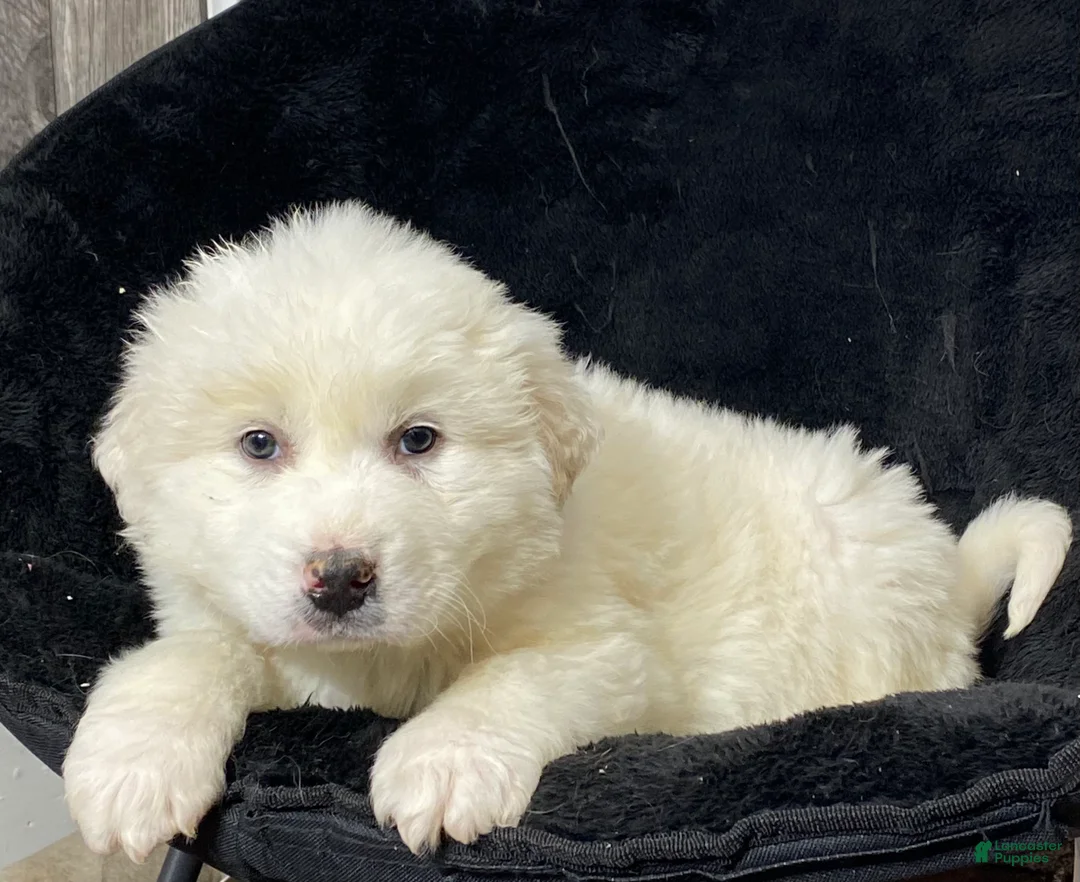 Great Pyrenees dogs for sale: Grayson - Ad 5