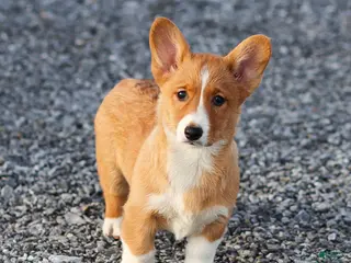 Welsh Corgi Pembroke dogs Karl Welsh Corgi Pembroke - Ad 31