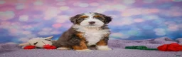 Mini Bernedoodle dogs for sale: Shelby - Ad 8