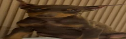 Doberman Pinscher dogs for sale: Doberman Pinscher Puppy 1 - Ad 2