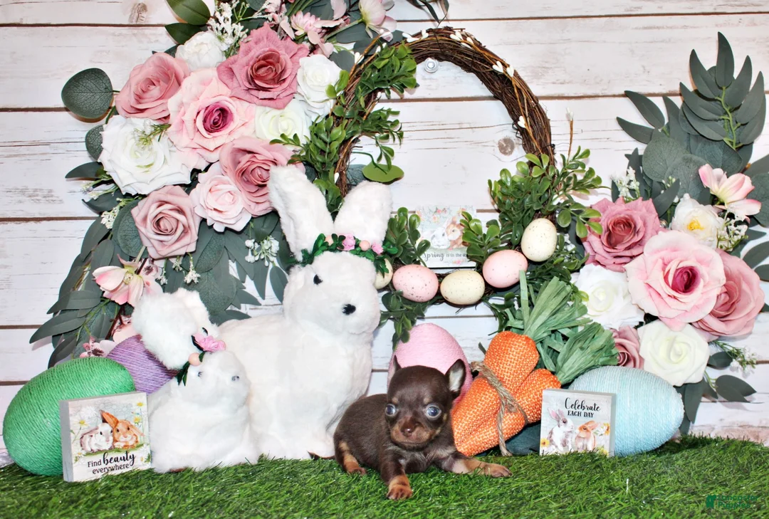 Chihuahua dogs for sale: Peanut - Ad 2