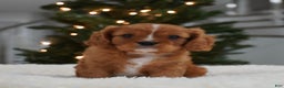 Cavalier King Charles Spaniel dogs for sale: Ollie - Ad 4