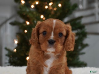 Cavalier King Charles Spaniel dogs Ollie - Ad 21