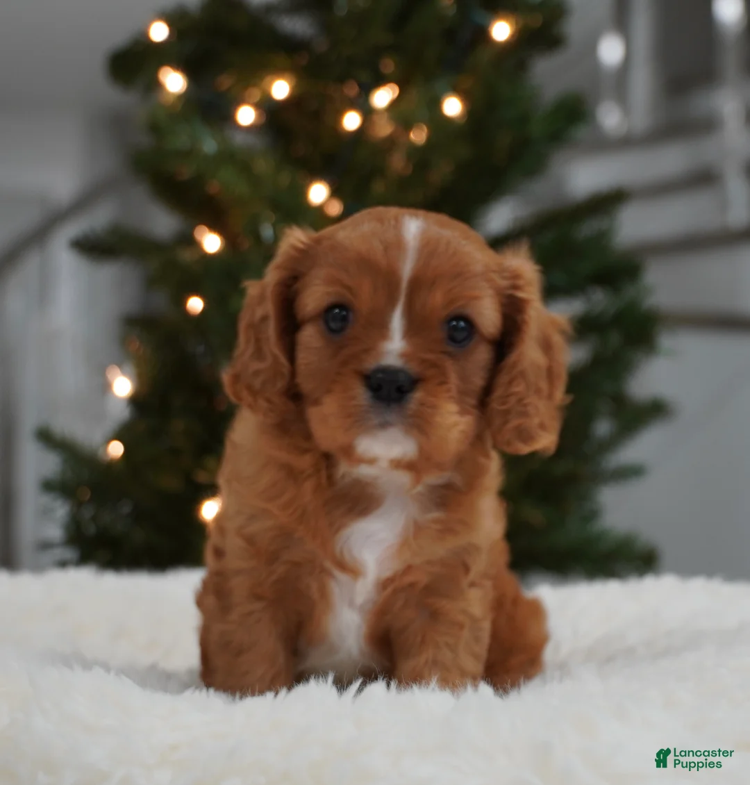 Cavalier King Charles Spaniel dogs for sale: Ollie - Ad 4