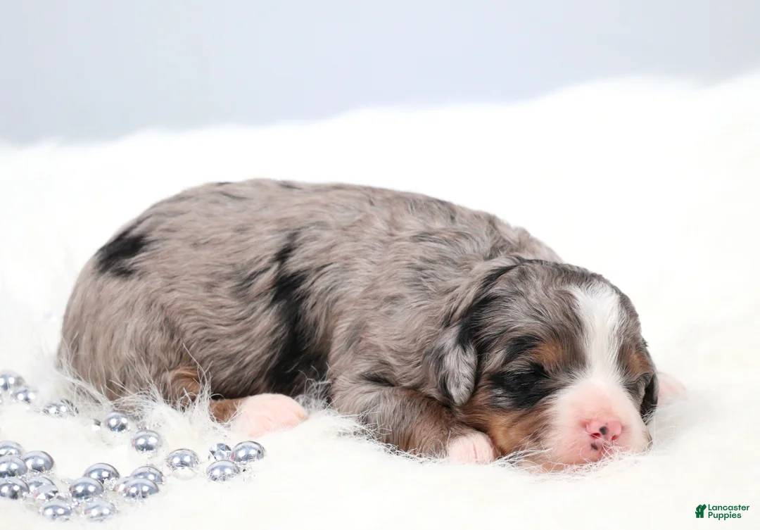 Mini Bernedoodle dogs for sale: Fido - Ad 6