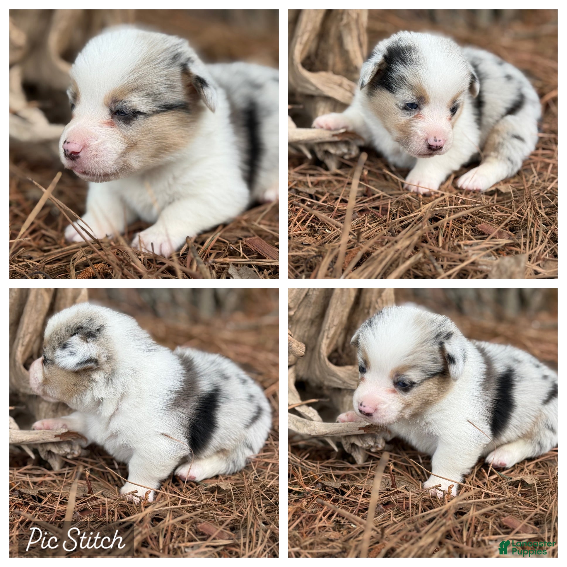 Mixed Breed dogs Merle Boy - Ad 27