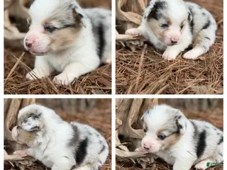 Mixed Breed dogs Merle Boy - Ad 27