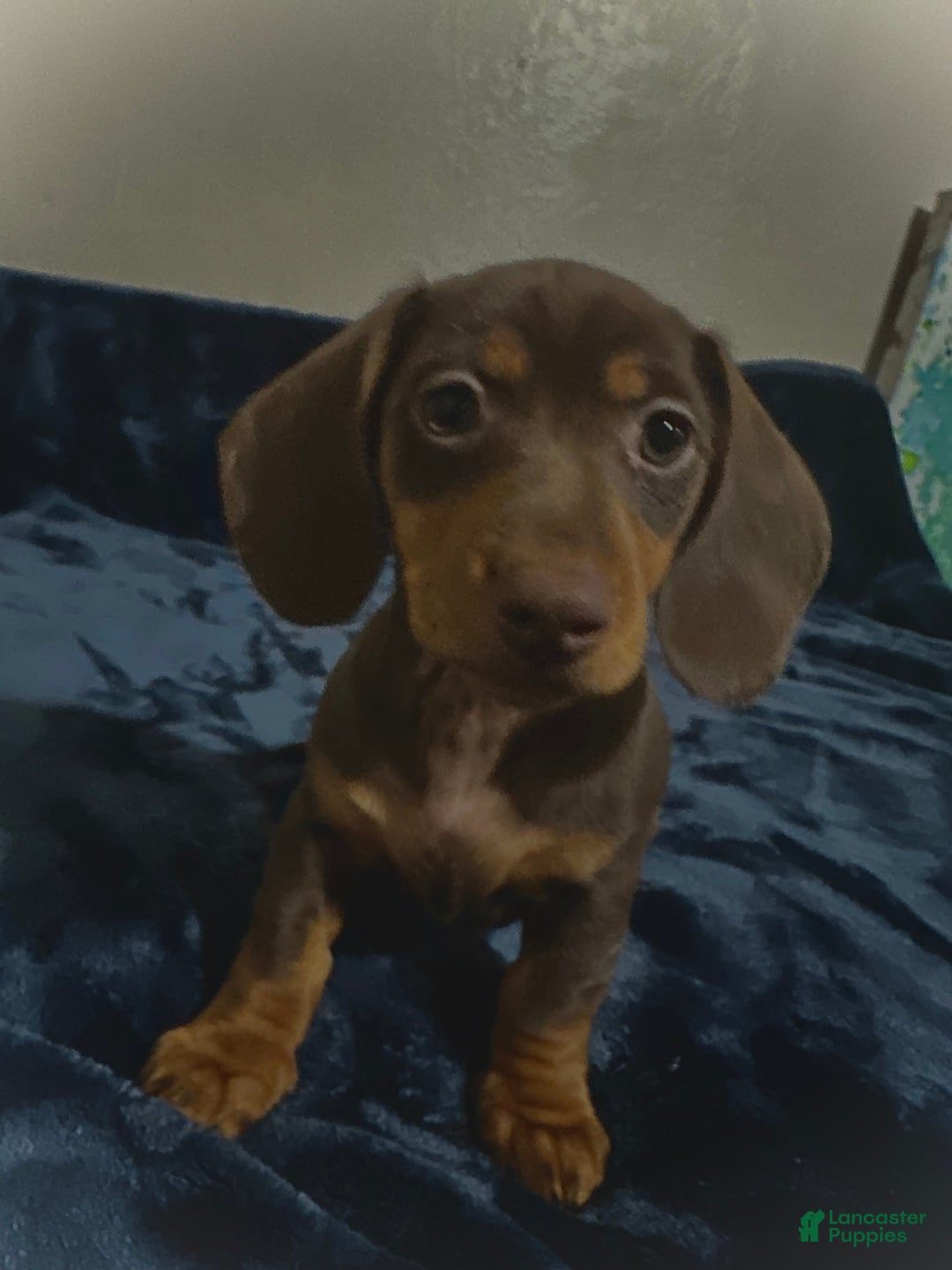 Dachshund dogs for sale: Dachshund Puppy 3 - Ad 1