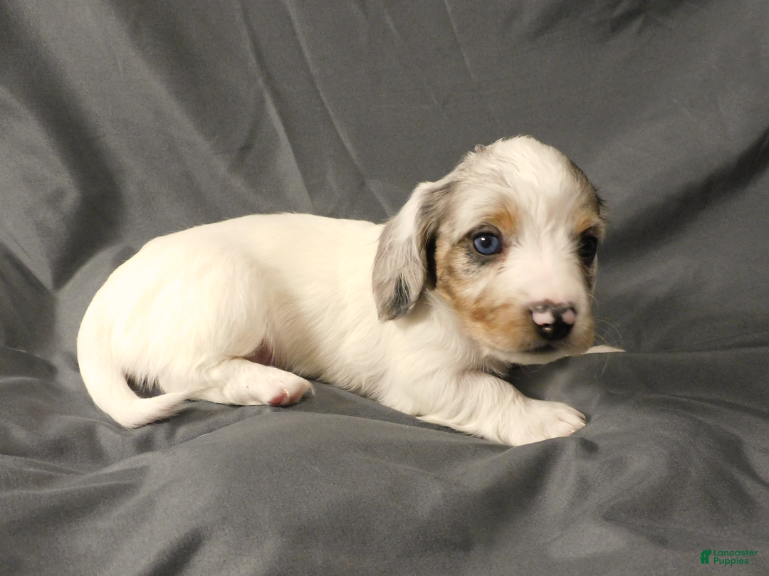 Miniature Dachshund dogs for sale: LMA's ChampionDoxie White Chocolate Chunk - Ad 5