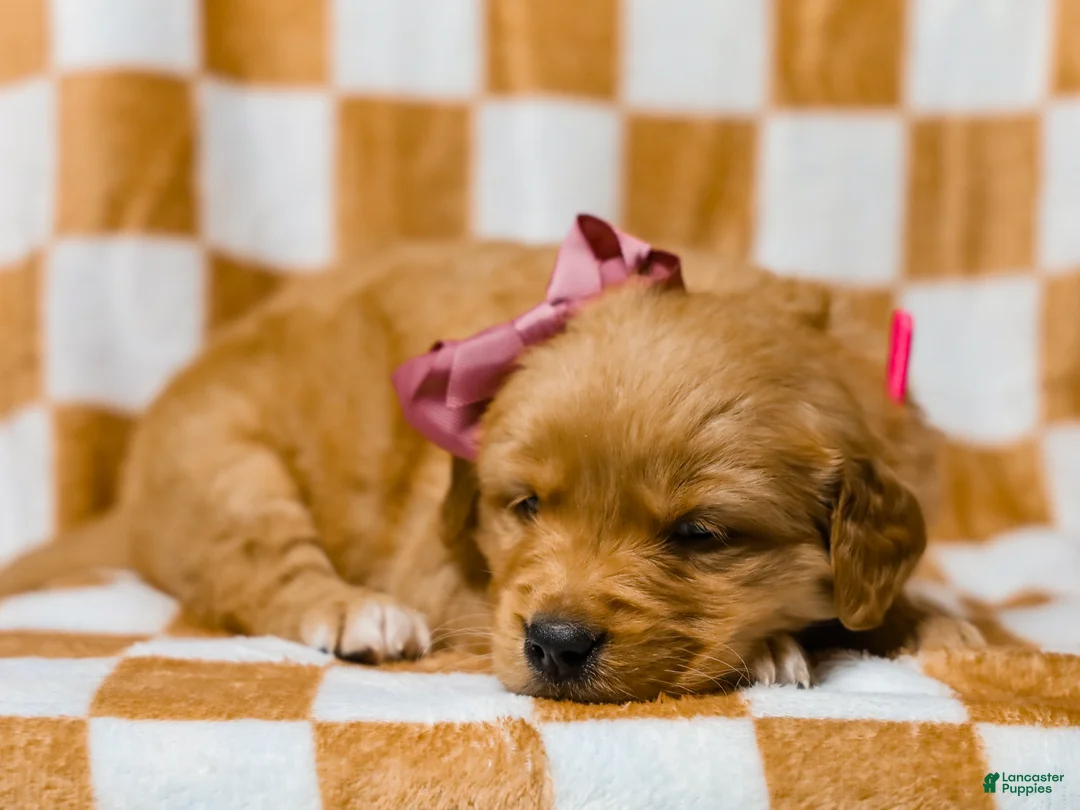 Golden Retriever dogs for sale: Daffodil AKC Golden Retriever Pup - Ad 4