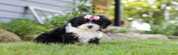 Mini Bernedoodle dogs for sale: Annie - Ad 3