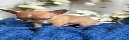 Chihuahua dogs for sale: River - Ad 3