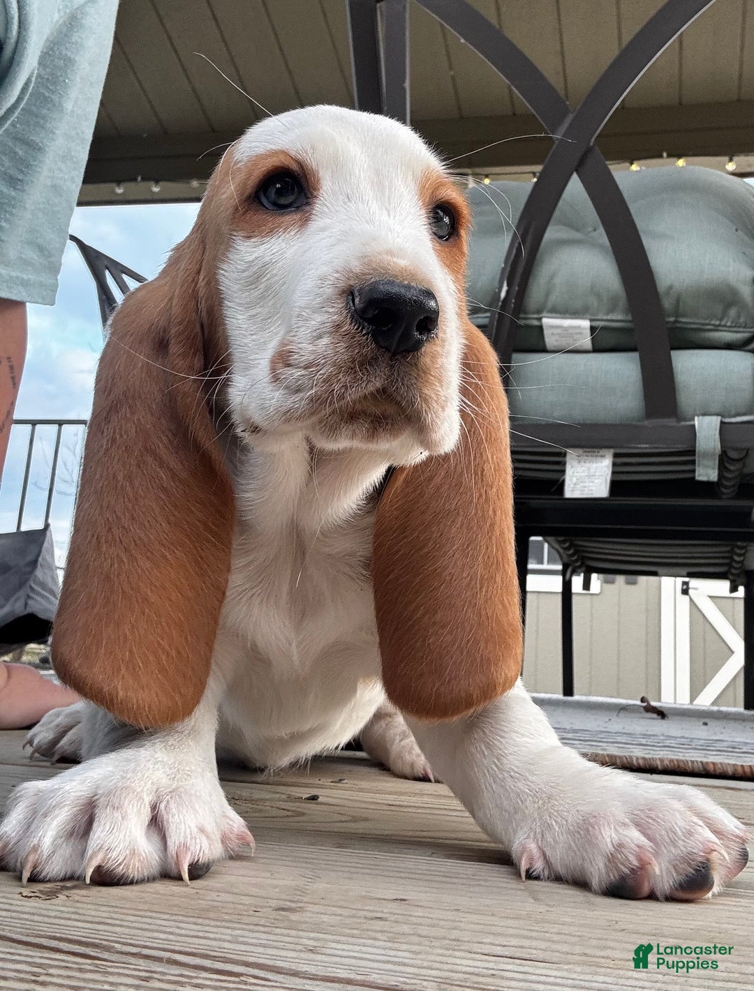 Basset Hound dogs for sale: Lemon and white - Ad 2