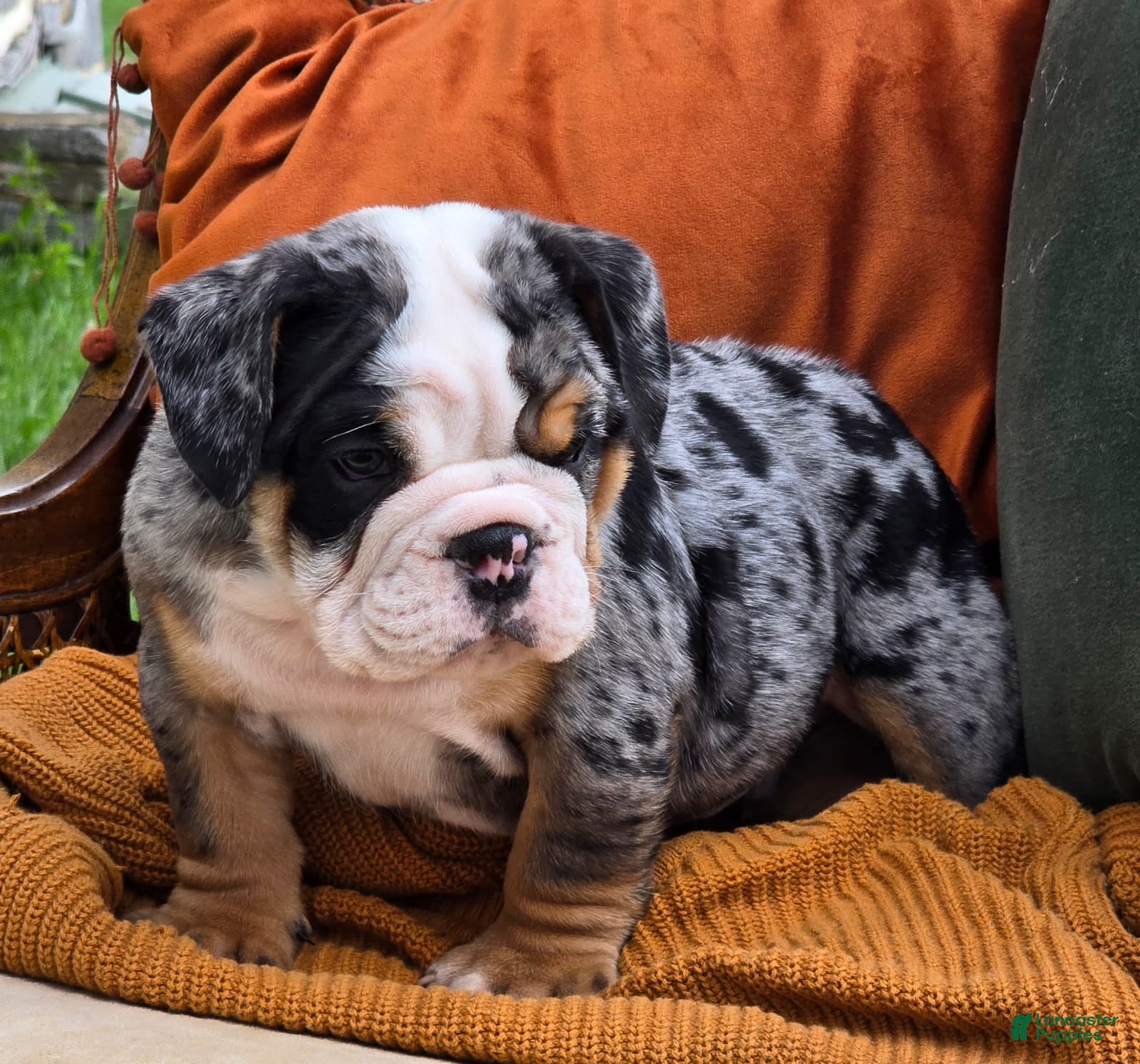 Pure English Bulldog Puppies for sale Lancaster Puppies