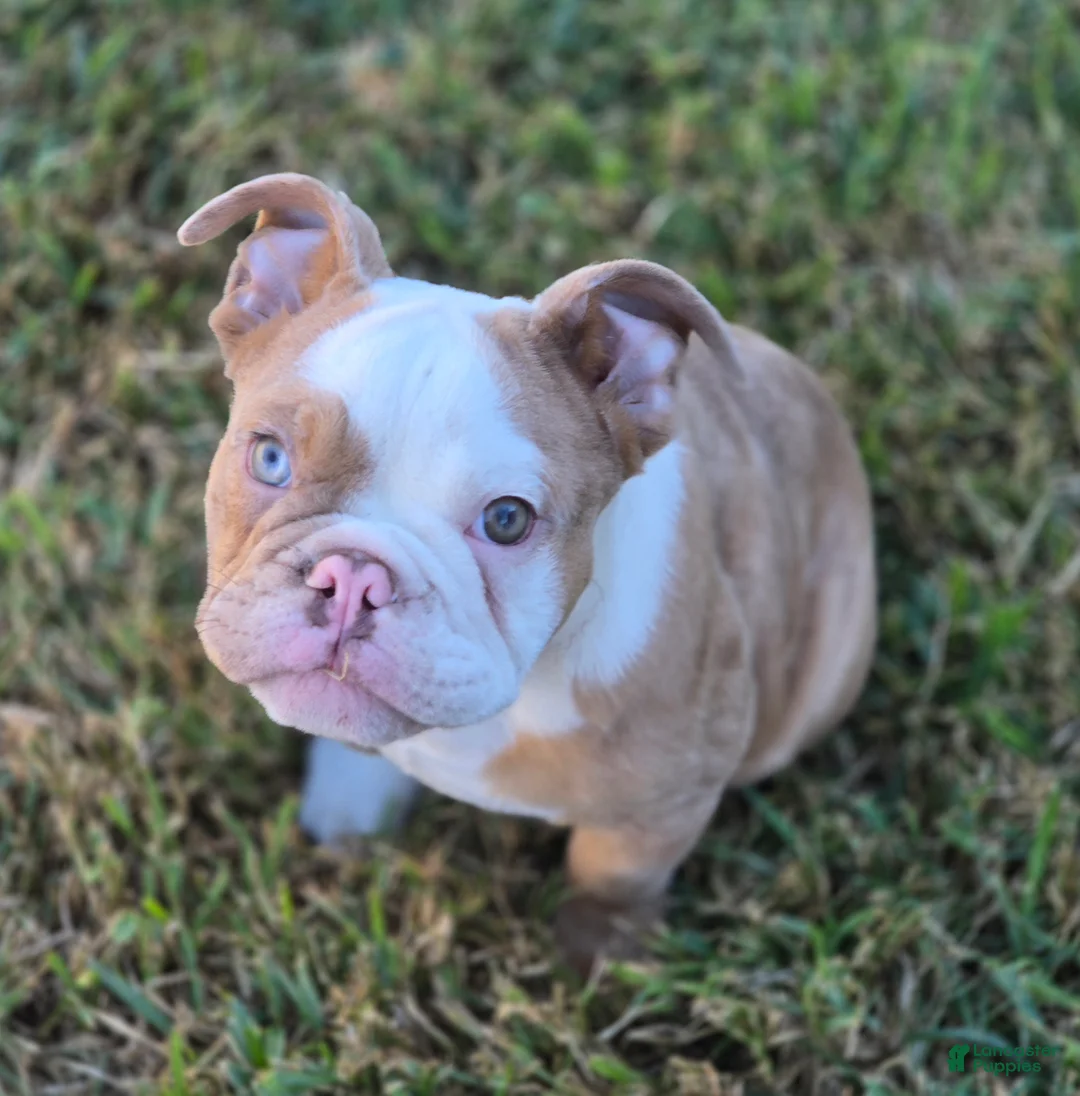 English Bulldog dogs for sale: 🌙🩵Moonpie🩵🌙 - Ad 2
