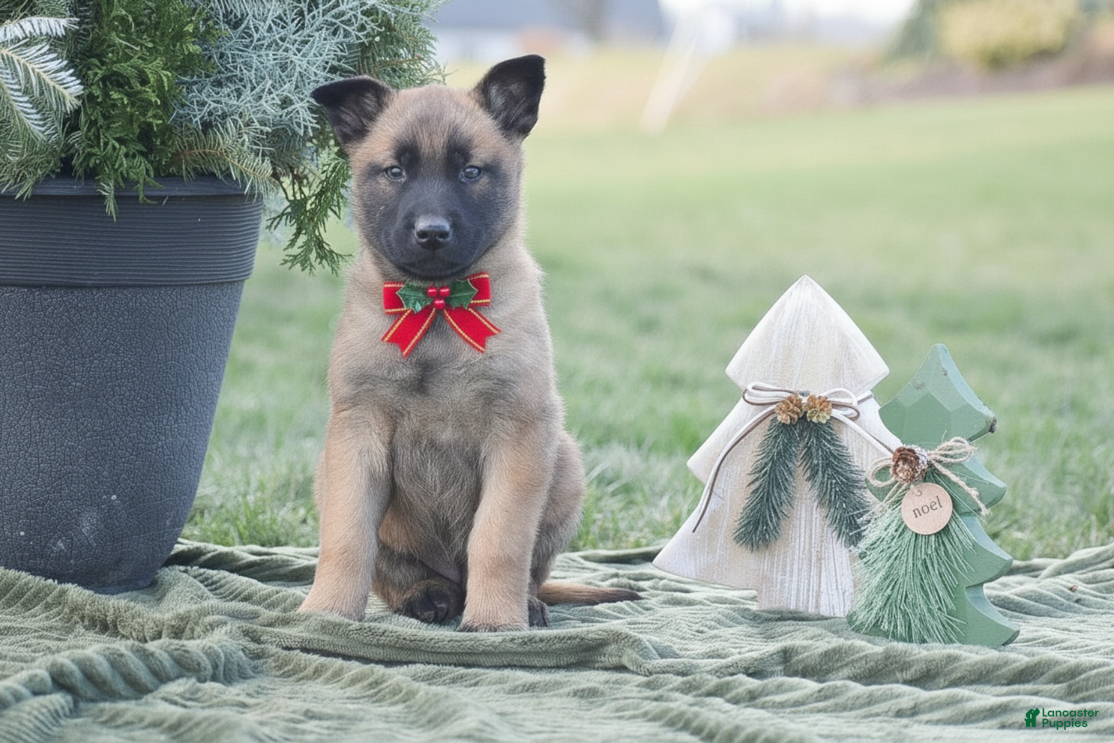 Belgian Malinois dogs Raelynn - Ad 17