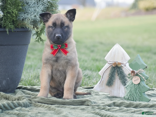 Belgian Malinois dogs Raelynn - Ad 22