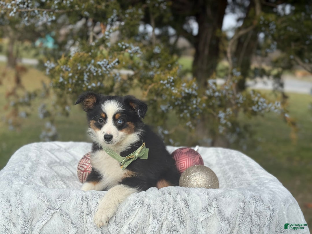Miniature Australian Shepherd dogs for sale: Tango - Ad 6