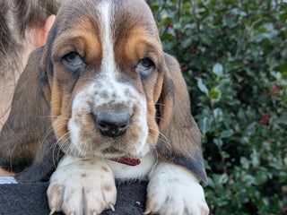 Basset Hound dogs Violet - Ad 24