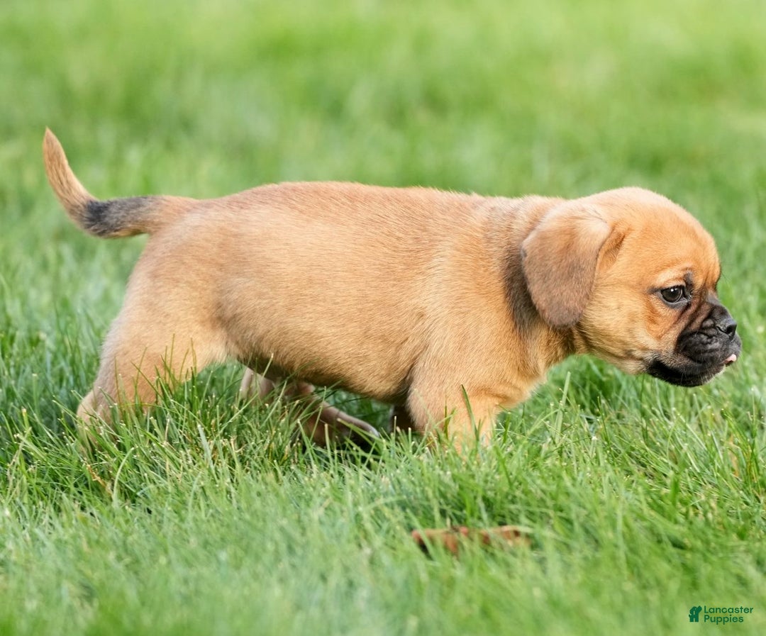 Puggle dogs for sale: Stu - Ad 4
