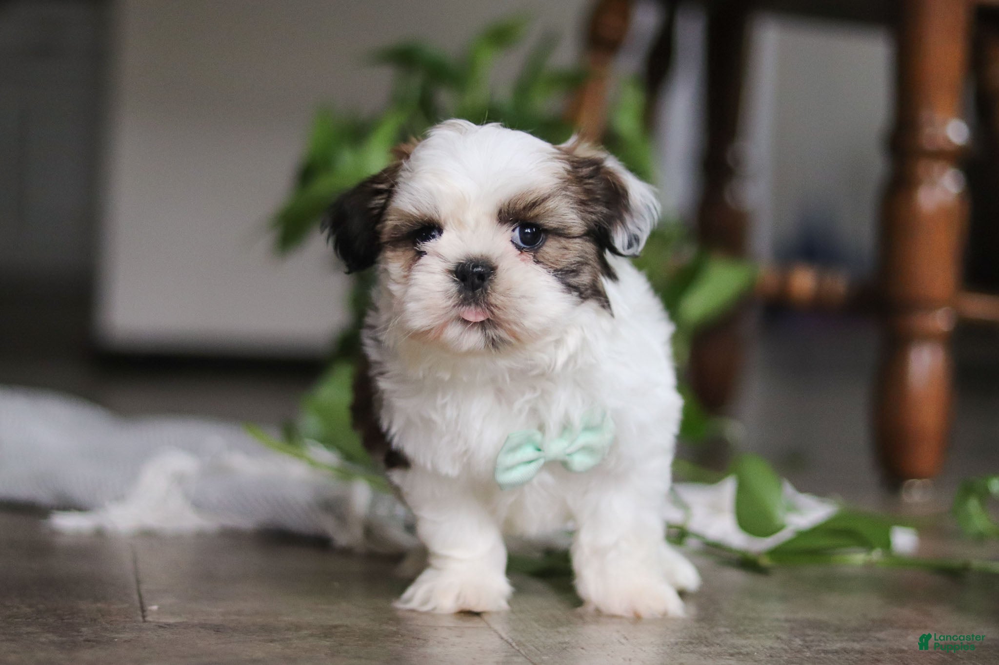Shih Tzu dogs Logan - Ad 5