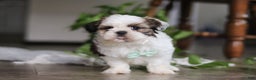 Shih Tzu dogs for sale: Logan - Ad 1