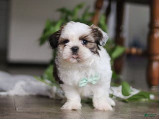 Shih Tzu dogs Logan - Ad 5