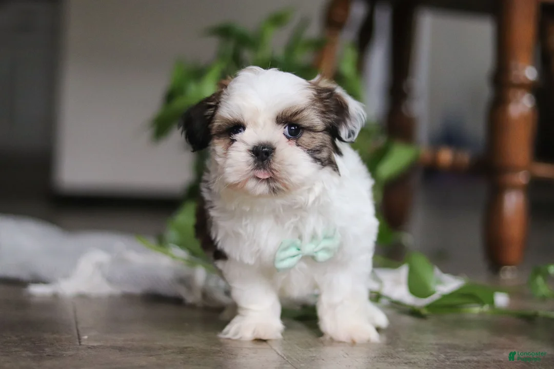 Shih Tzu dogs for sale: Logan - Ad 1