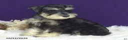 Miniature Schnauzer dogs for sale: Bobby - Ad 1