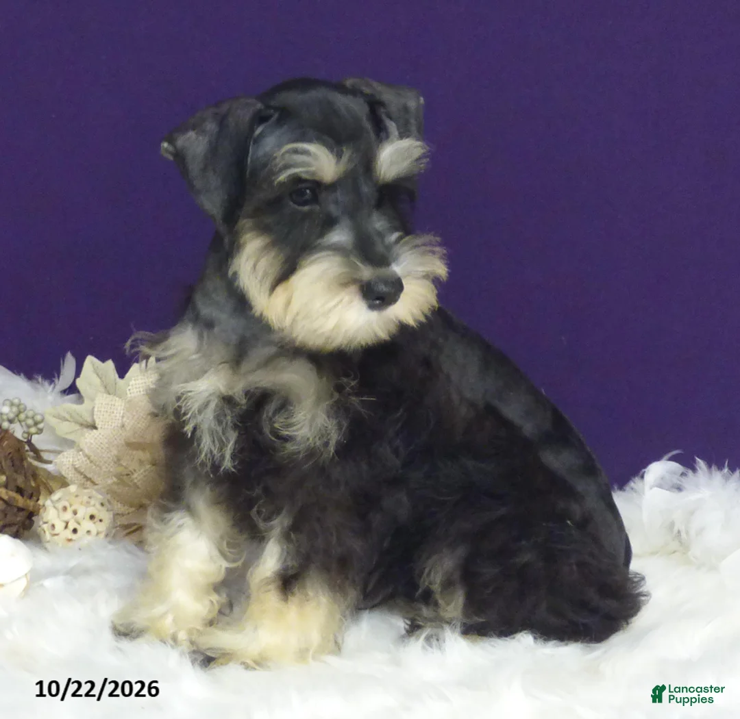 Miniature Schnauzer dogs for sale: Bobby - Ad 1