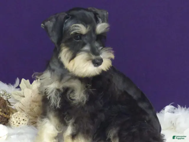 Miniature Schnauzer dogs Bobby - Ad 1